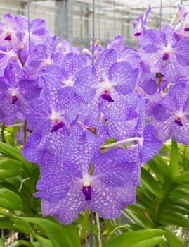 cultivation of orchids in a commercial greenhouse in the netherlands