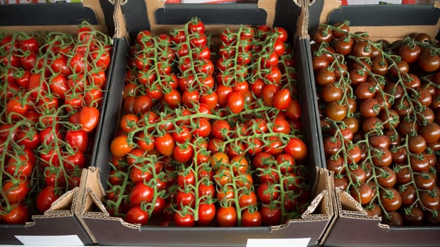 boxes with ripe tomatoes ready for the auction