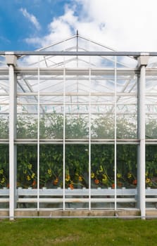 exterior of a greenhouse growing tomatoes in the netherlands