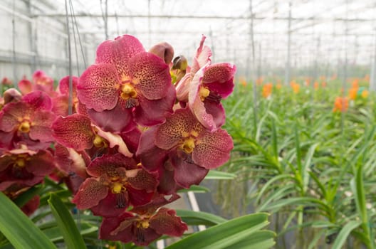 cultivation of orchids in a commercial greenhouse in the netherlands
