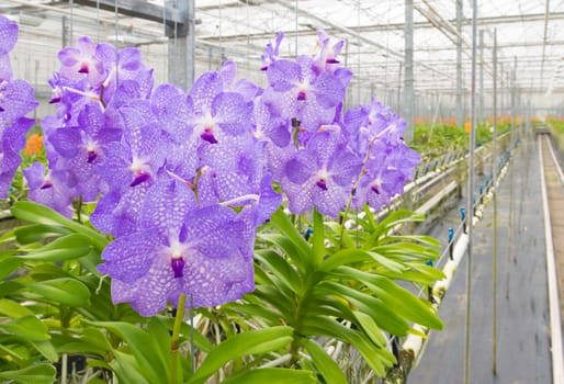 cultivation of orchids in a commercial greenhouse in the netherlands