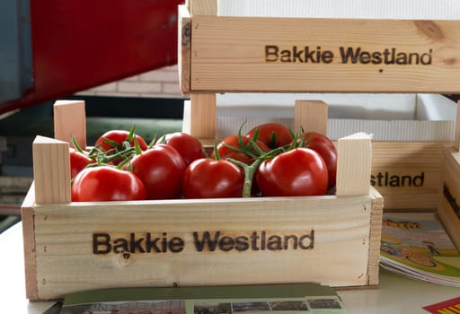 NAALDWIJK, NETHERLANDS - APRIL 2, 2016: fresh tomatoes on the vine in a wooden crate ready for the auction