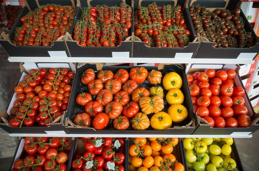 boxes with different colors and sizes of ripe tomatoes in a dutch greenhouse