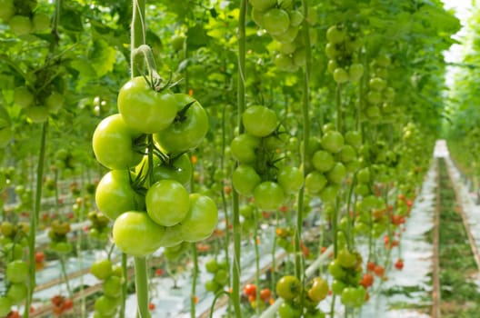 rows of tomatoes ripening in a dutch greenhouse