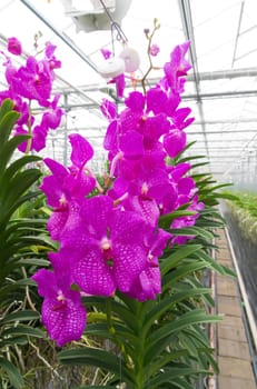 cultivation of orchids in a commercial greenhouse in the netherlands