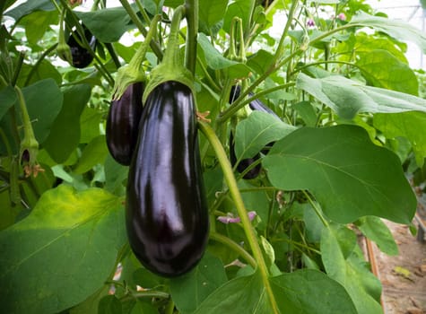 ripe purple eggplant growing in a greenhouse in the netherlands