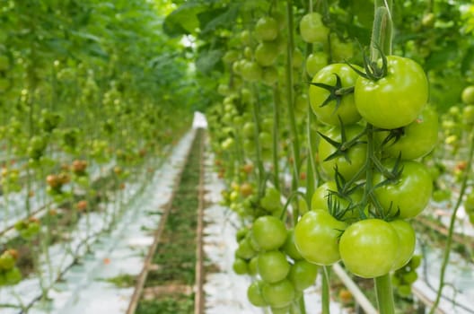 rows of tomatoes ripening in a dutch greenhouse