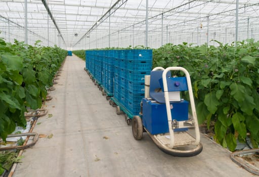 robotic car in a dutch greenhouse