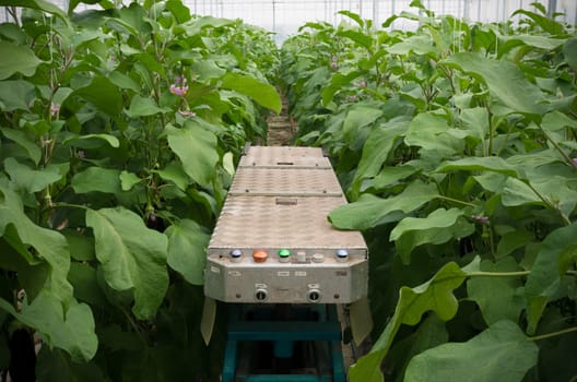 mobile harvest platform in a commercial greenhouse in the netherlands
