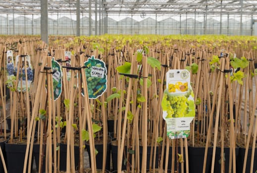 NAALDWIJK, NETHERLANDS - APRIL 2, 2016: Young grape tree seedlings in a commercial greenhouse in the netherlands