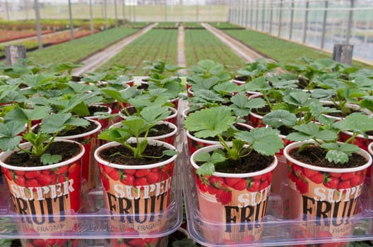 NAALDWIJK, NETHERLANDS - APRIL 2, 2016: Young strawberry plants in cups in a commercial greenhouse in the netherlands