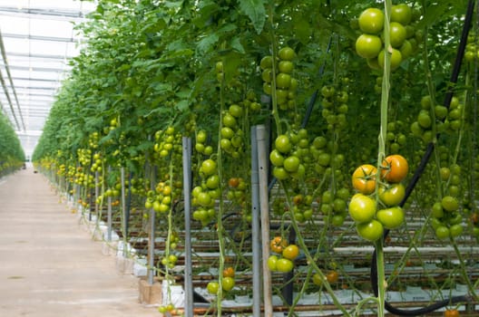 rows of tomatoes ripening in a dutch greenhouse