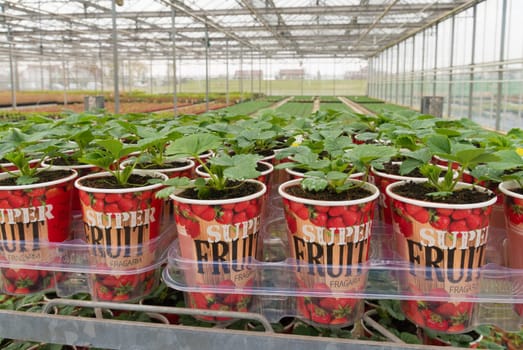 NAALDWIJK, NETHERLANDS - APRIL 2, 2016: Young strawberry plants in cups in a commercial greenhouse in the netherlands