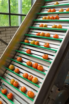 tomatoes being transportated on a conveyor belt in a commercial greenhouse in the netherlands