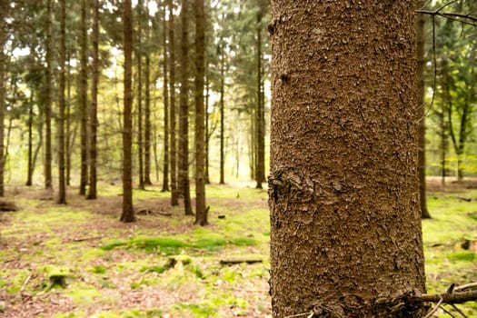 a tree in a forest in summer