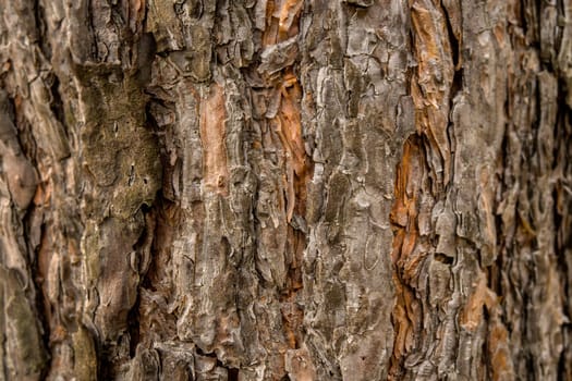 bark texture right side and left side is blurred