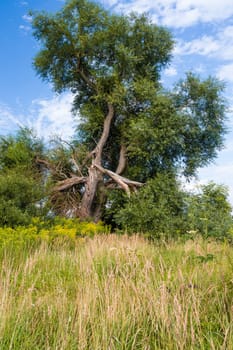tree in summer after lightning strikes