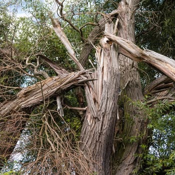 a broken tree after lightning strikes