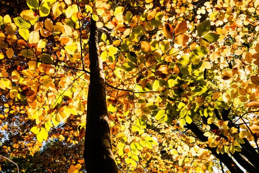 yellow leaves on a tree in autumn