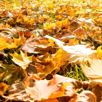 autumn leaves on meadow in sunlight