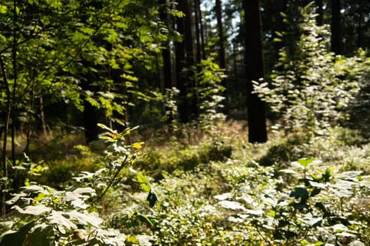 view into forest with sunreflections