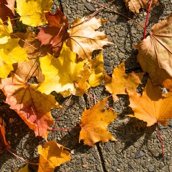 foliage on sidewalk in autumn