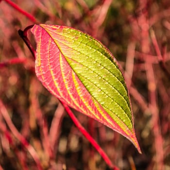 a beutiful leaf in summer