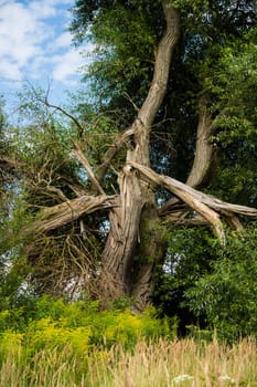 a tree in summer after lightning strikes