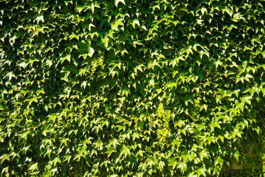 leaves on a wall in sunlight