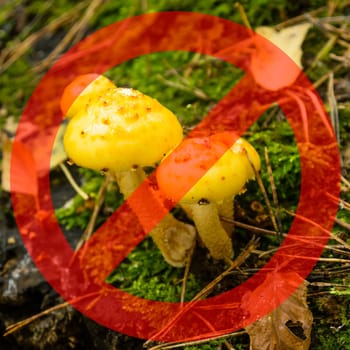 mushrooms on a mossy forest floor. caution when collecting mushrooms.