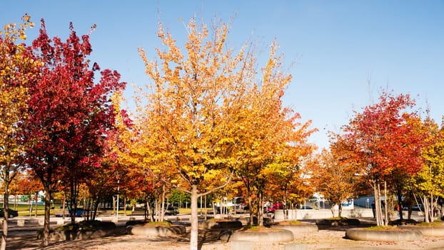 autumn trees in different colors