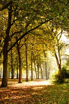 trees in sunlight on a beautiful autumn day