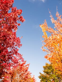 trees on a sunny autumn day