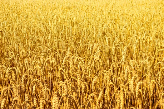 wheat field in golden sunlight