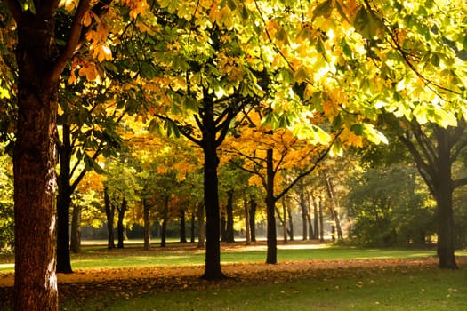 a beutiful tree in early autumn