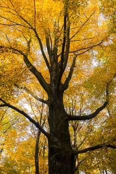 autumn tree with yellow leaves