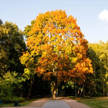 orange colored tree in autumn
