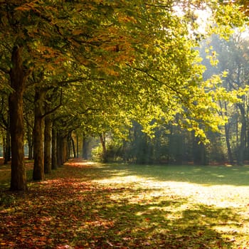 a park with beautiful sunlight at the beginning of autumn