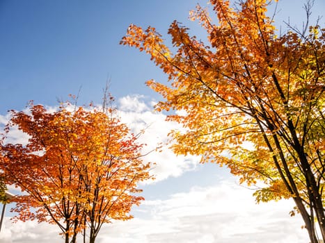 autumn tree and a blue sky
