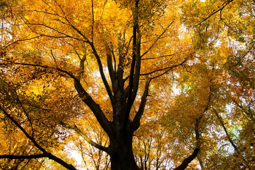 autumn tree with yellow leaves