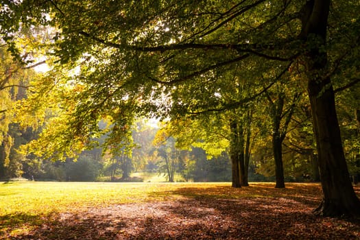 a tree on a sunny autumn day