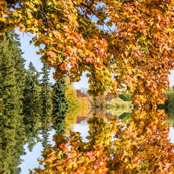 tree by a lake on a sunny autumn day