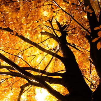 tree with yellow leaves and sunlight