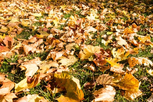 autumn leaves in sunlight on a meadow