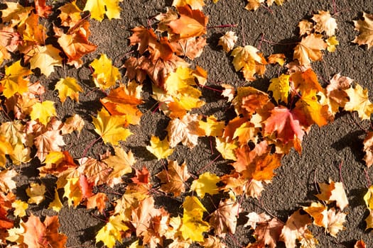 leaves on asphalt on an autumn day