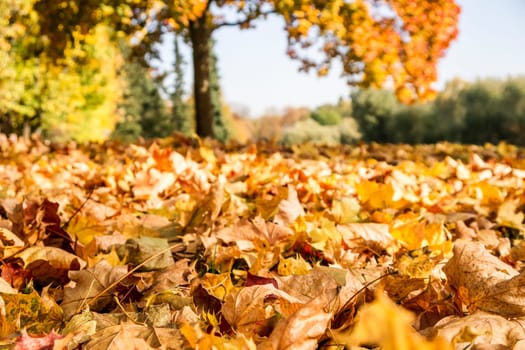 autumn leaves in sunlight in autumn
