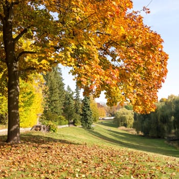 a beautiful tree in autumn