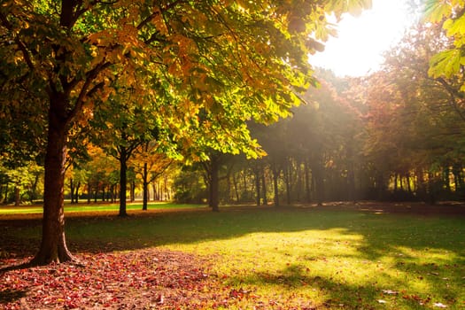 trees and sunlight in a park in autumn