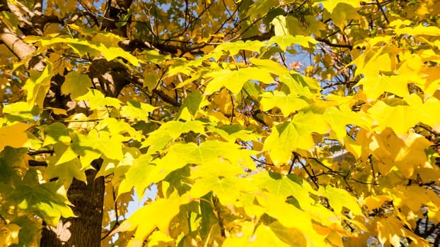 yellow leaves in sunlight on a autumn day