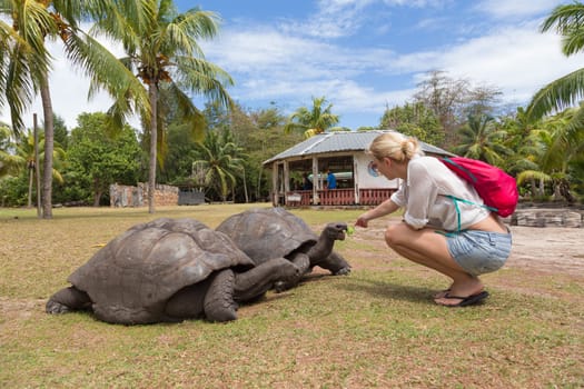 Female tourist woman feeding and admiring big old Aldabra giant tortoises, Aldabrachelys gigantea, in National Marine Park on Curieuse island, close to Praslin on Seychelles.
